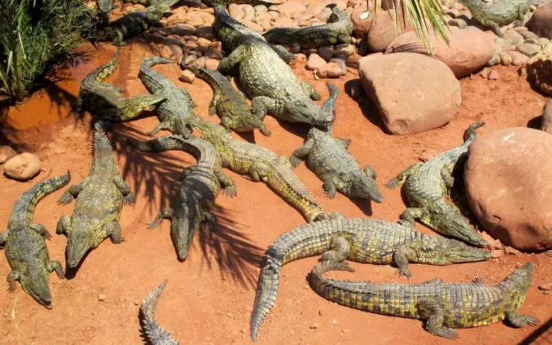 Un évènement assez rare au Crocoparc d'Agadir