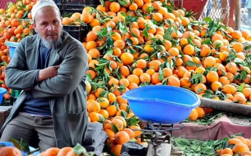 Maroc : baisse de plus de 30% de la production d'agrumes 