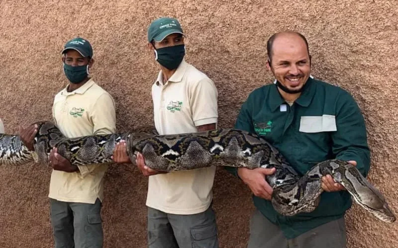 Le Crocoparc Agadir accueille le plus grand serpent du Maroc