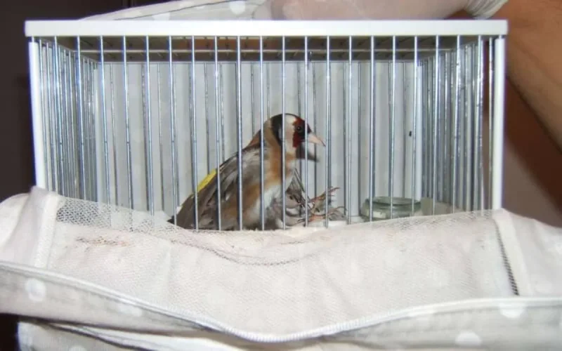 Maroc : un réseau de trafic de chardonnerets démantelé