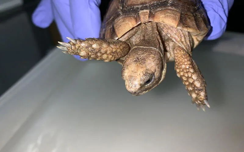 Suisse : forte amende pour une Marocaine interpellée avec des tortues protégées