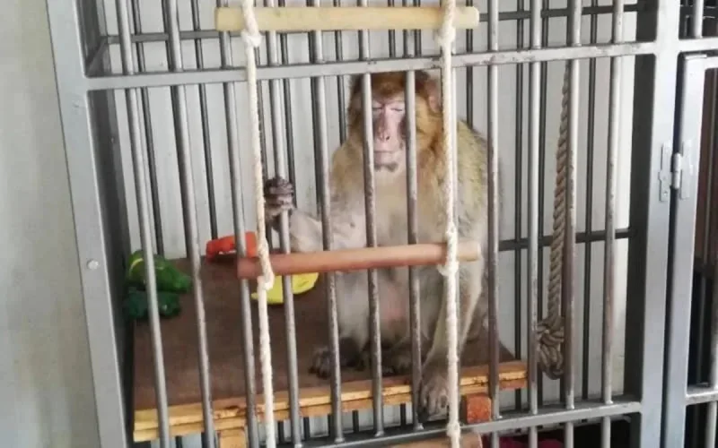 Un macaque Barbarie marocain libéré en Belgique