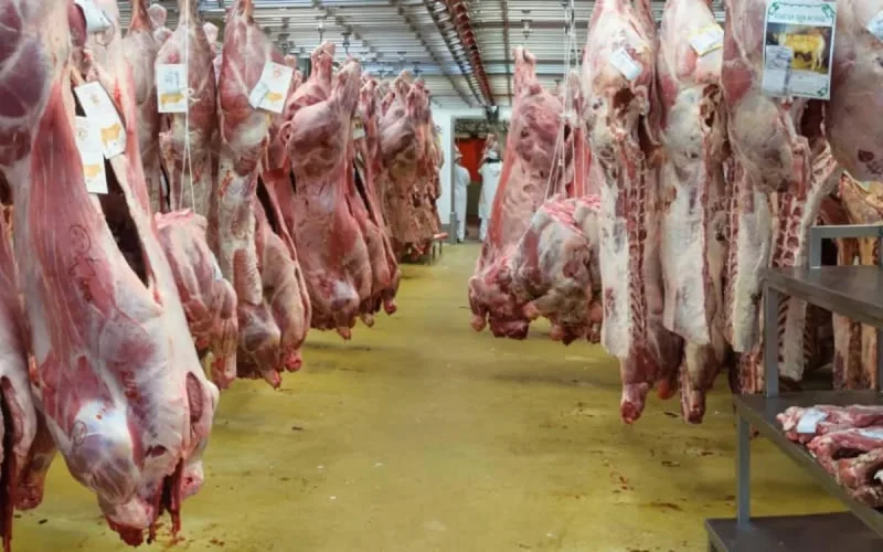 L'abattage sans étourdissement des animaux divise en Belgique et à la CJUE