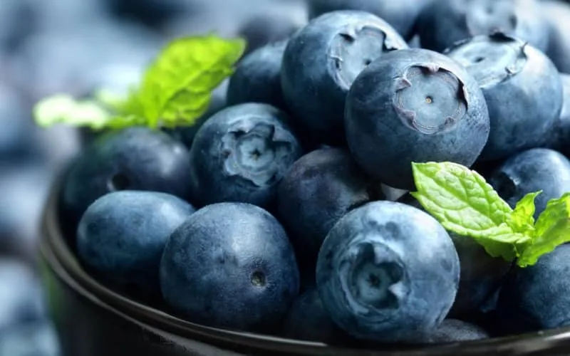 Le Royaume, premier fournisseur de myrtilles de la Russie