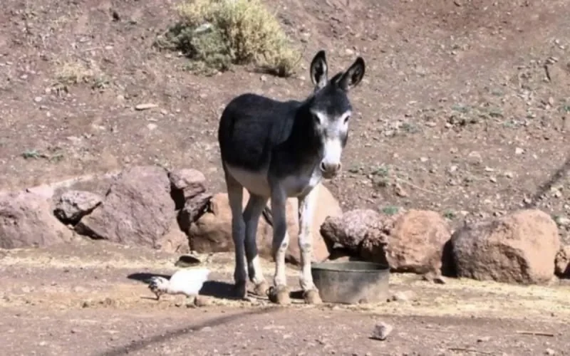 « Arrestation » d'un âne chargé de cannabis à la frontière algéro-marocaine