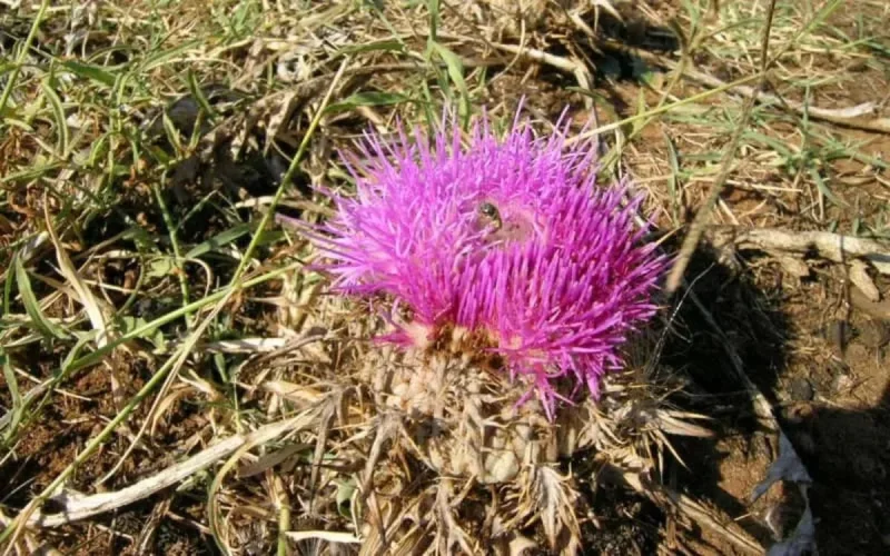 Maroc : deux enfants meurent après avoir consommé une plante toxique