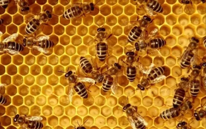 Maroc : l'apiculture menacée par la maladie du Varroa