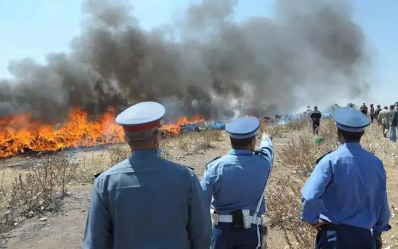 Destruction d'une grande quantité de drogue à Ouarzazate