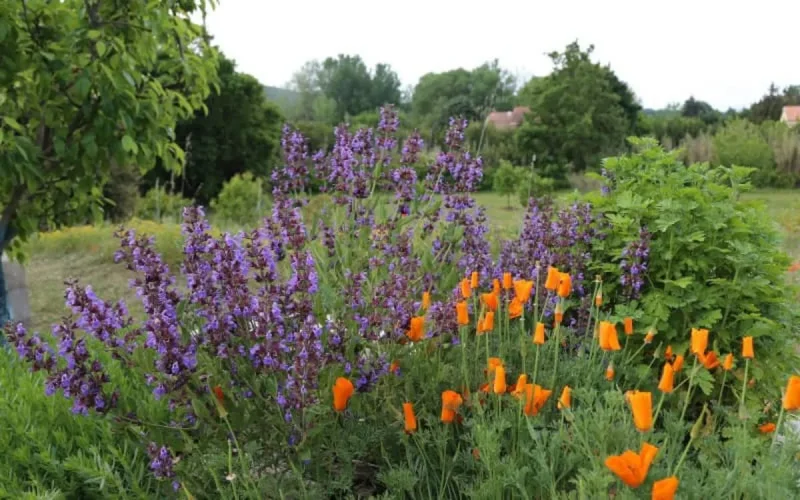Le centre anti-poison met en garde contre l'utilisation de plantes médicinales