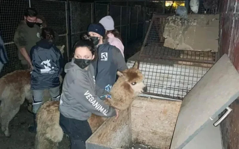 Belgique : des animaux maltraités dans une école coranique de Forest