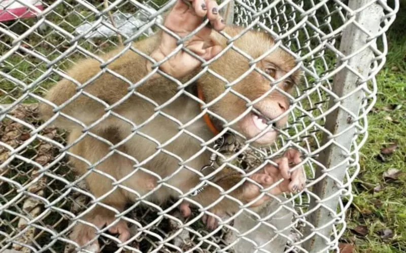 Voici pourquoi les Marocains ne doivent plus consommer les produits thaïlandais faits à base de noix de coco