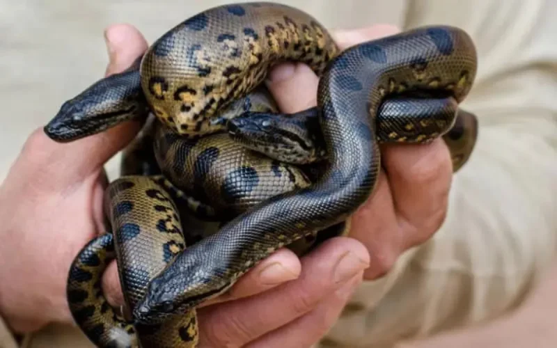 Naissance de 27 bébés anacondas au Croco parc d'Agadir