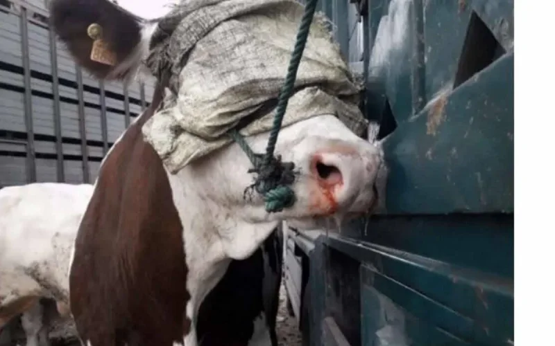 Les éleveurs marocains accusés de maltraiter les vaches montbéliardes