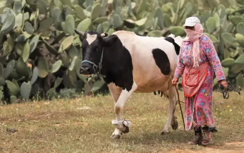 Voici le nouveau taux de reproduction du Covid-19 au Maroc