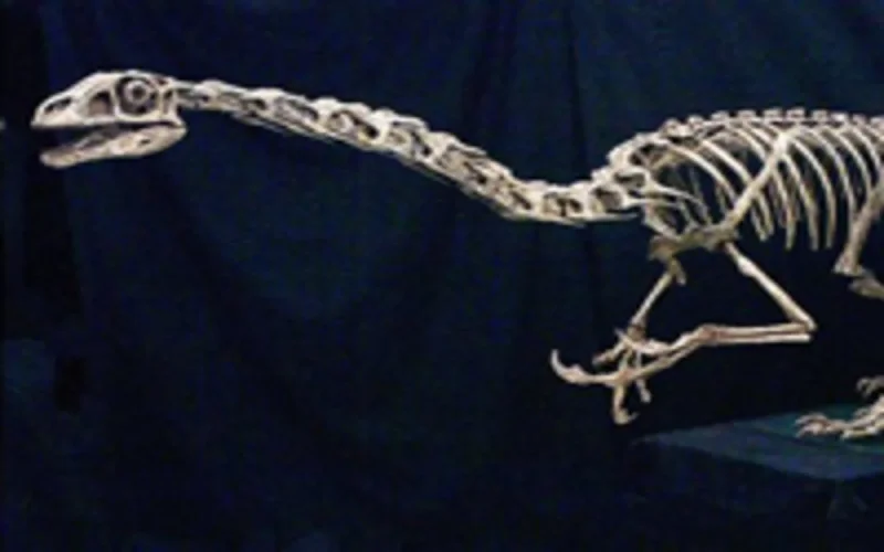 Le Maroc veut récupérer ses objets archéologiques 