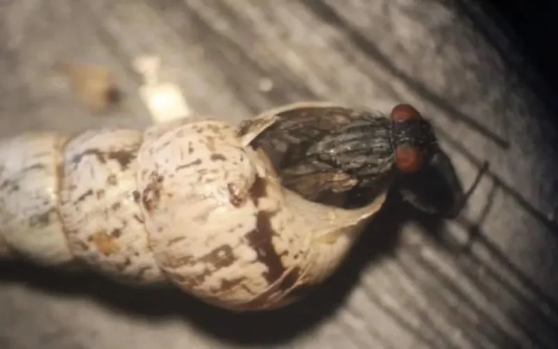 Une mouche marocaine au secours des récoltes en Australie