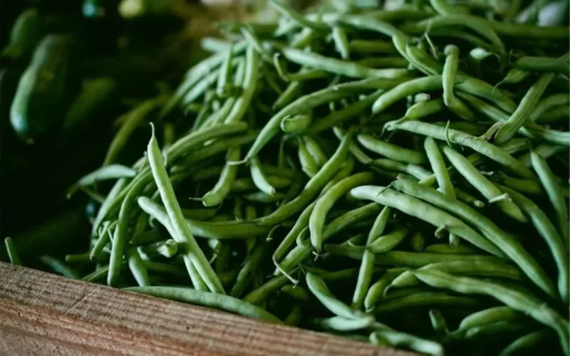 Rendement des haricots verts : le Maroc deuxième mondial
