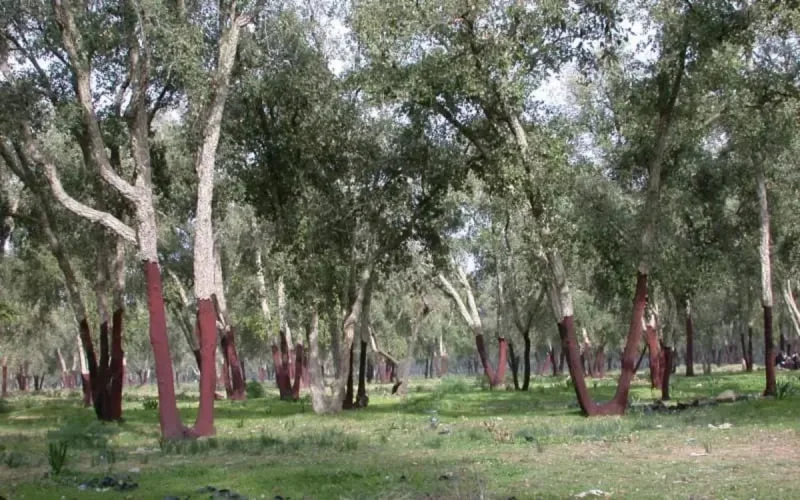 Plan de reboisement au Maroc : 600 000 hectares en 10 ans