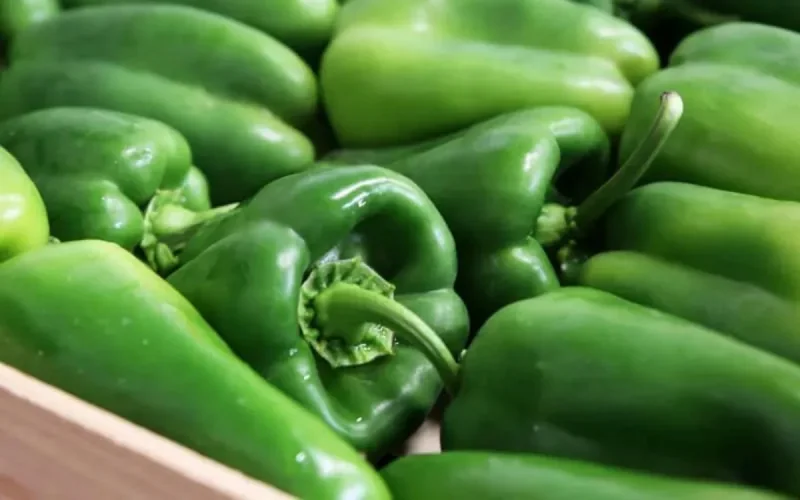 Le poivron marocain indésirable en Allemagne