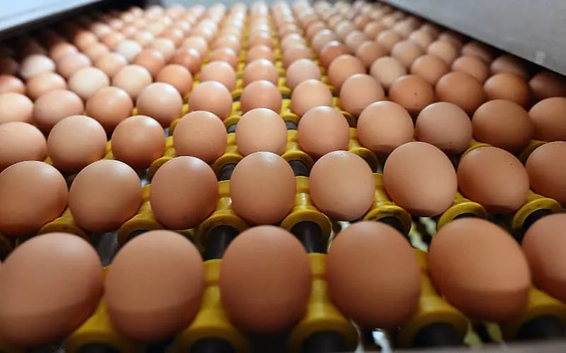 Maroc : condamnée pour avoir volé des œufs