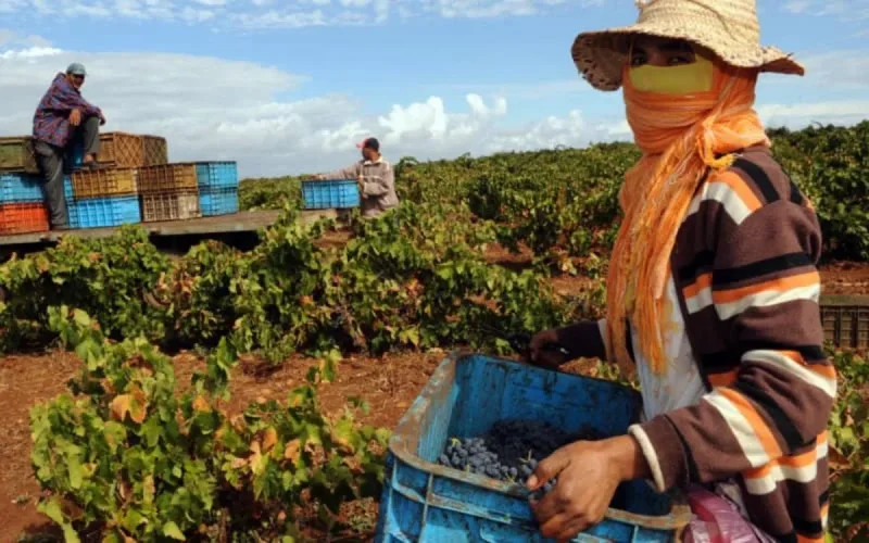 Les exportations agricoles marocaines en forte hausse