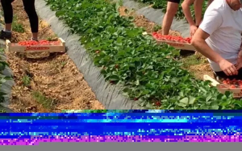 Un réseau de saisonniers agricoles marocains démantelé en France