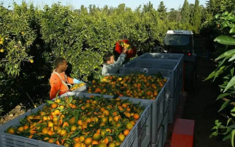 Les agriculteurs français en quête de saisonniers marocains