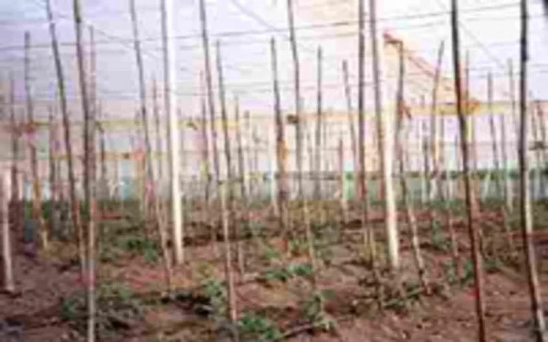 Marocaines d'Espagne victimes d'un sale chantage