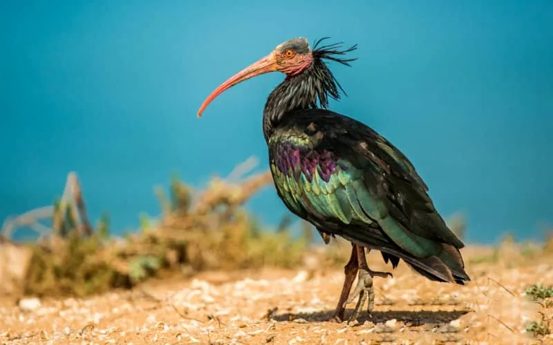 Des ibis chauves originaires du Maroc réintroduits en Espagne