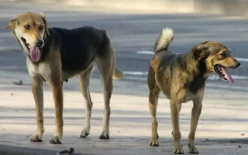 Maroc : une loi pour réduire le nombre de chiens de compagnie