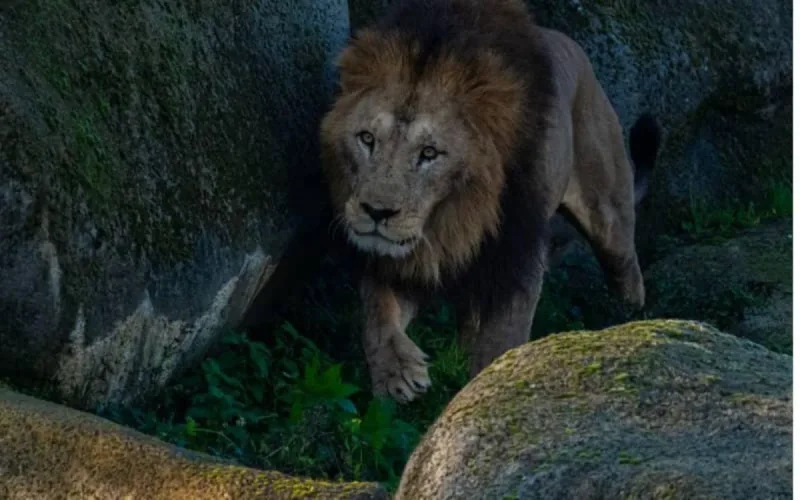 Au zoo de Paris, Volcan, le lion venu du Maroc, peine à s'imposer