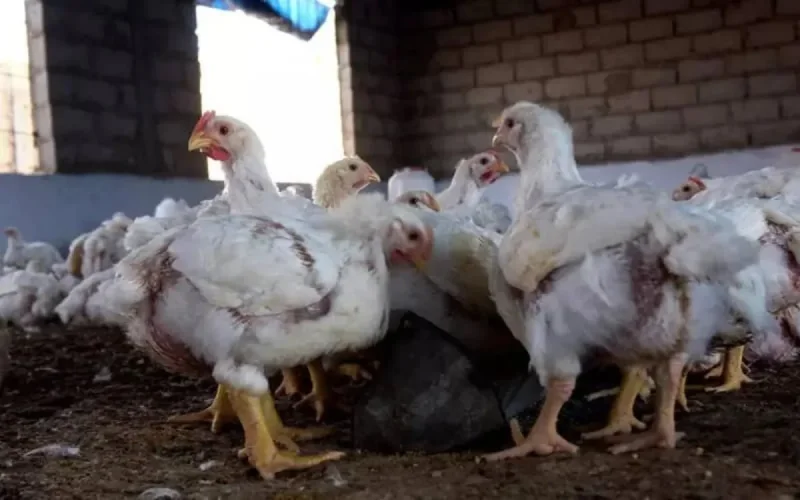 Grippe aviaire en Algérie : le Maroc en « alerte maximale »