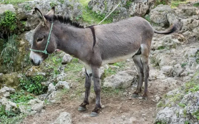 De la viande d'âne dans les assiettes des Fassis