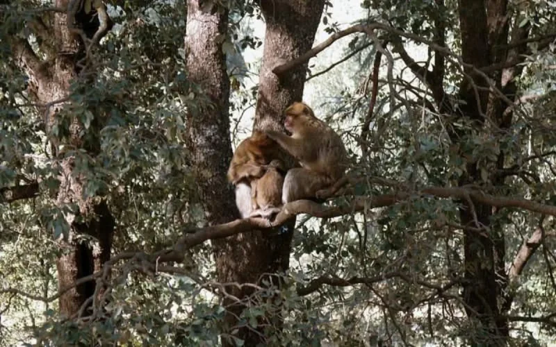 Des restes d'un macaque vieux de 2,5 millions d'années découverts au Maroc