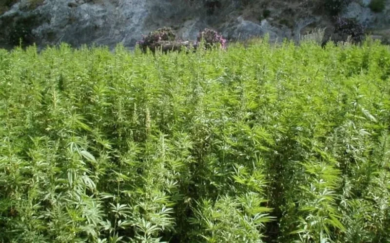 Le Maroc fait un pas vers la légalisation du cannabis