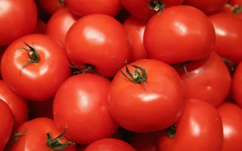 Tomate marocaine : l'Espagne fait pression sur l'Europe