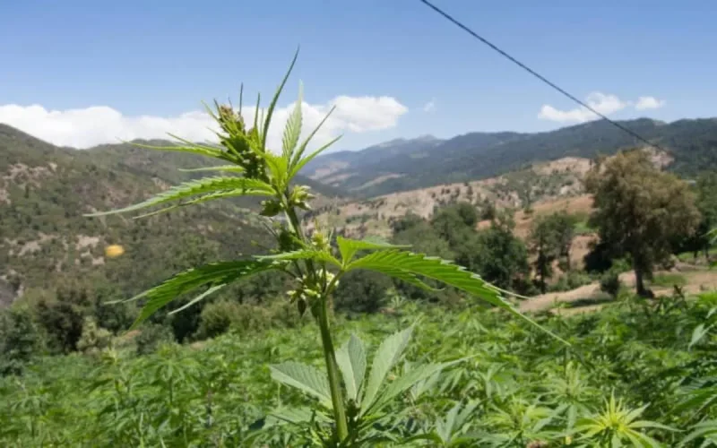 Maroc : le projet de loi sur l'usage légal du cannabis en examen ce jeudi