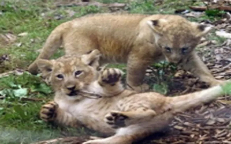 France : naissance de deux lionnes de l'Atlas