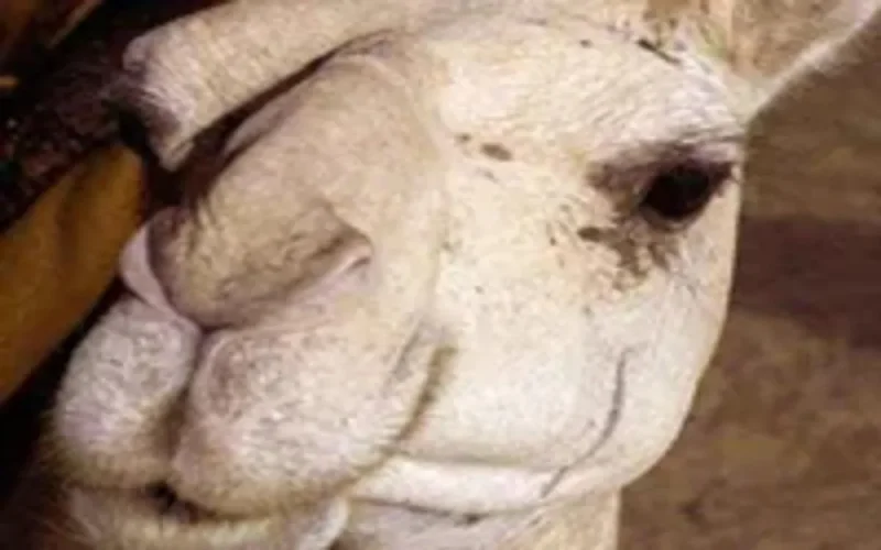 Insolite – Pérou : mort des chameaux offerts par le Roi