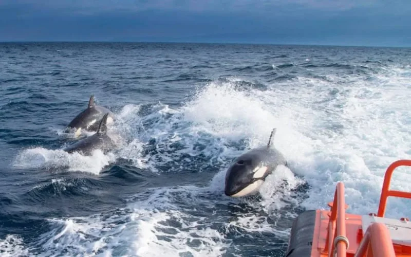 Espagne : ils prétendent une attaque d'orque pour faire passer du haschich marocain