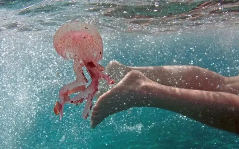 Des attaques de méduses enregistrées dans le nord du Maroc