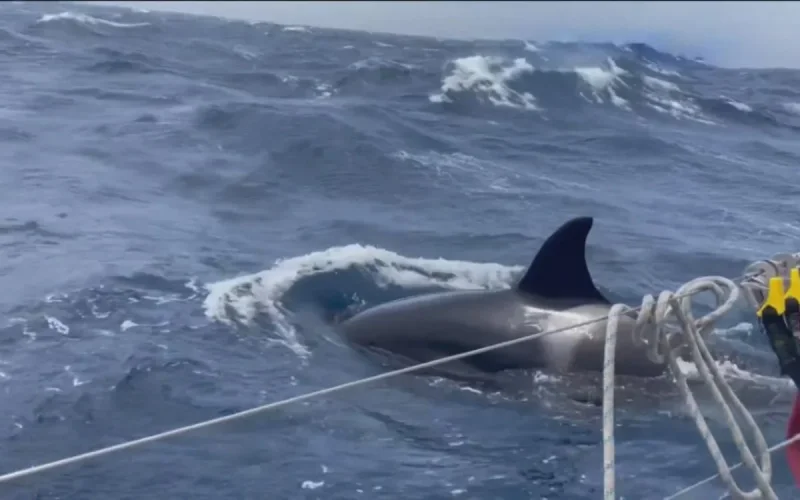 À la recherche de White Gladis, l'orque des attaques près de Gibraltar