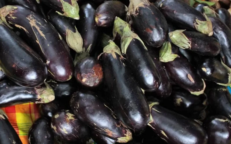 L'aubergine marocaine à la conquête des États-Unis
