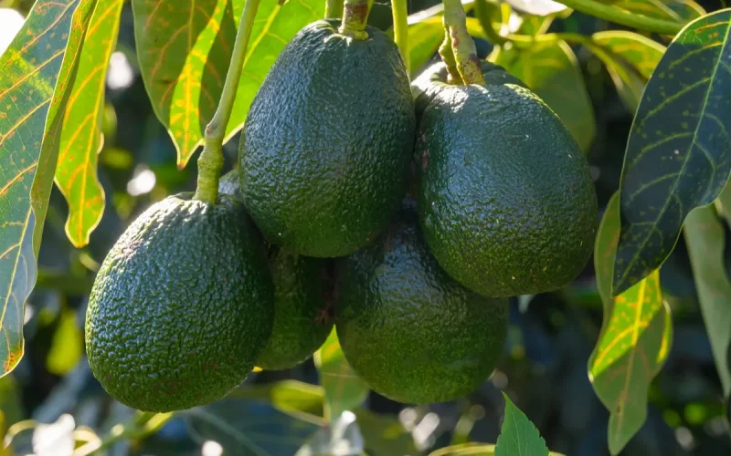 Avocat : un redoutable concurrent pour le Maroc