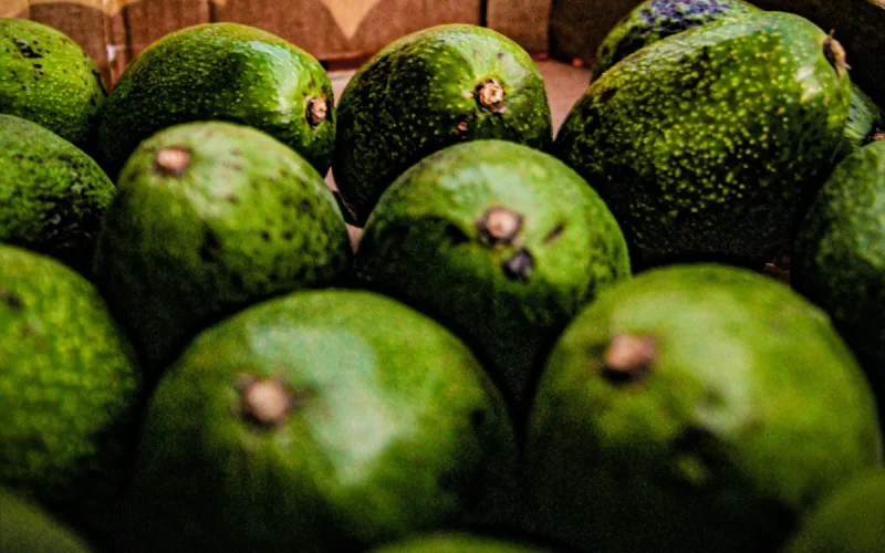 L'avocat marocain, ce « Ferrari » qui fait trembler les producteurs espagnols