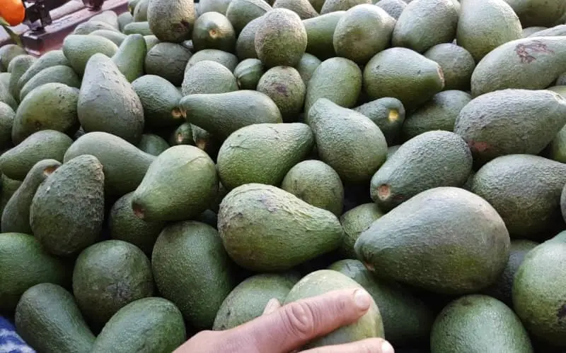 Avocat : Le Maroc inonde l'Europe