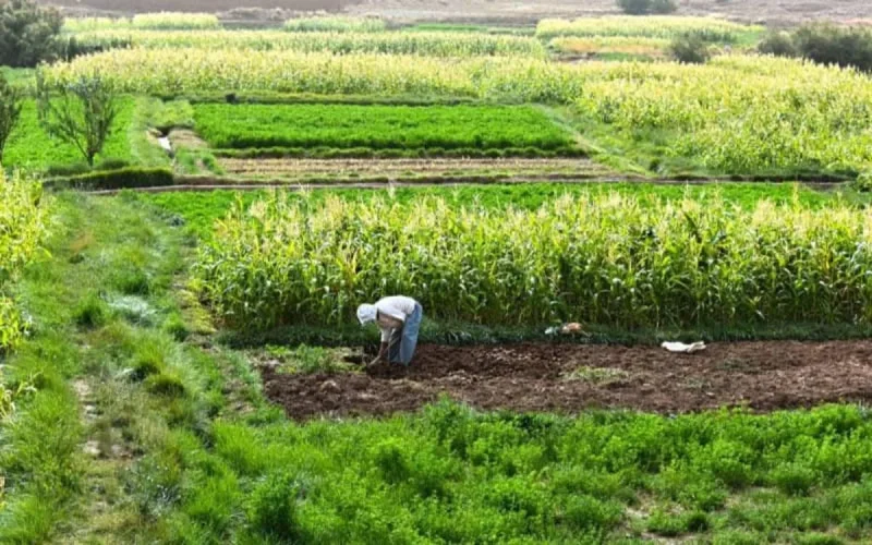 Agriculture : la BAD octroie un prêt de 114 millions d'euros au Maroc 