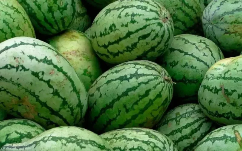 Les Marocains boudent la pastèque 