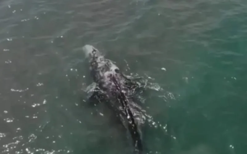 La jeune baleine observée au Maroc à l'agonie