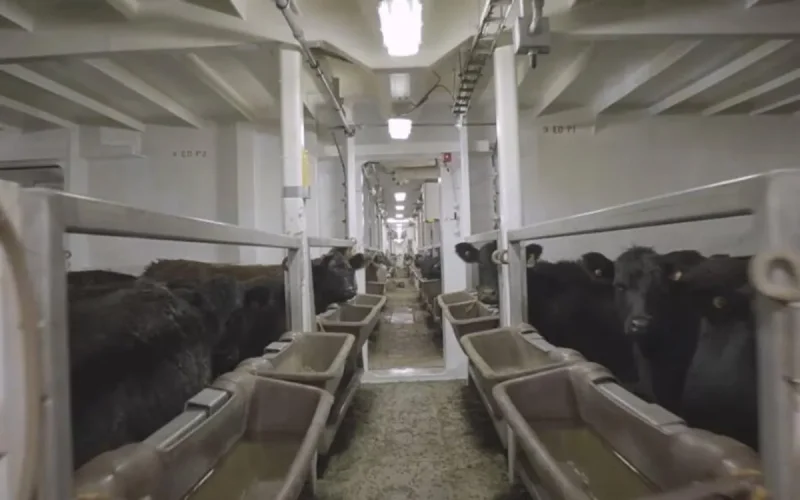 Du bétail uruguayen pour le Maroc 